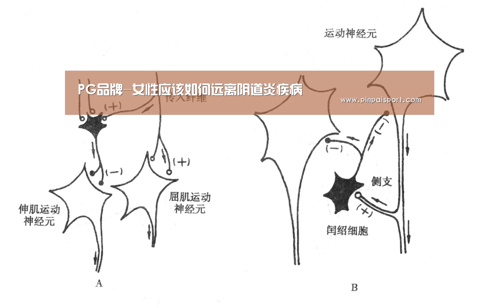 PG品牌